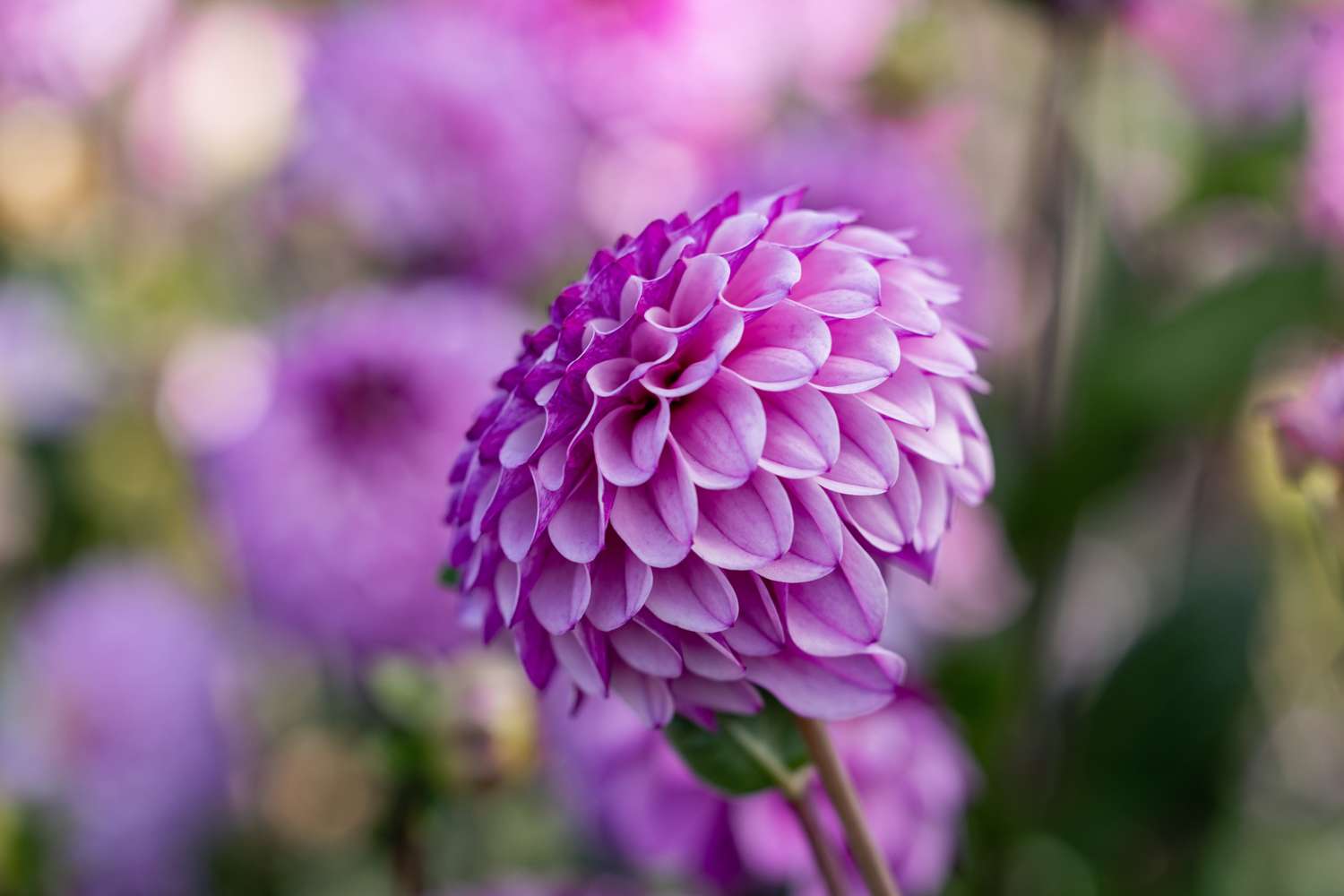 Dahlia 'Columbus'